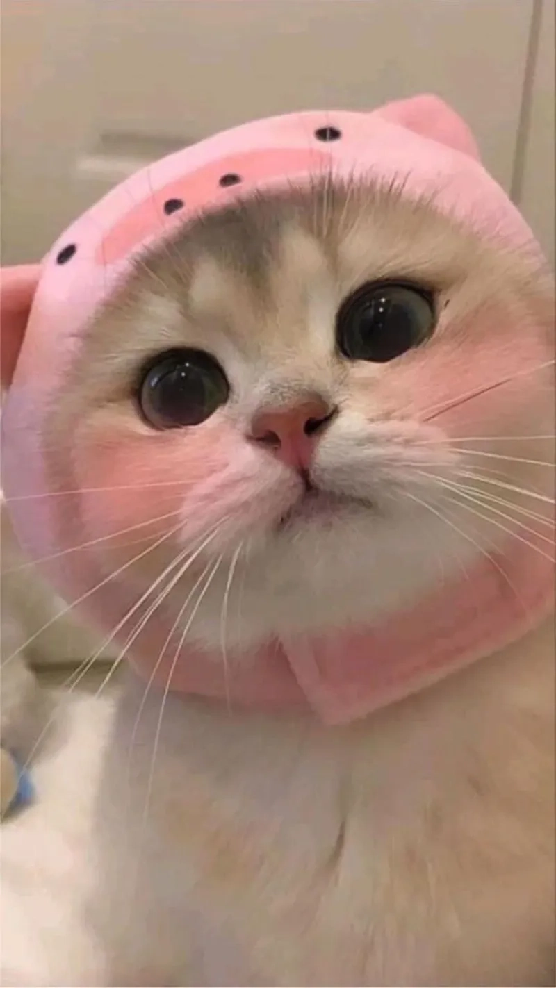 Meme mèo cute luôn là lựa chọn lý tưởng khi bạn muốn gửi gắm sự yêu thương và dễ thương tới bạn bè.