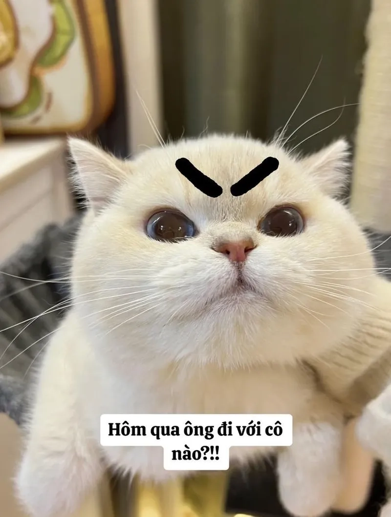 Meme mèo ôm đầu suy ngẫm cực hài, thích hợp cho mọi hoàn cảnh.