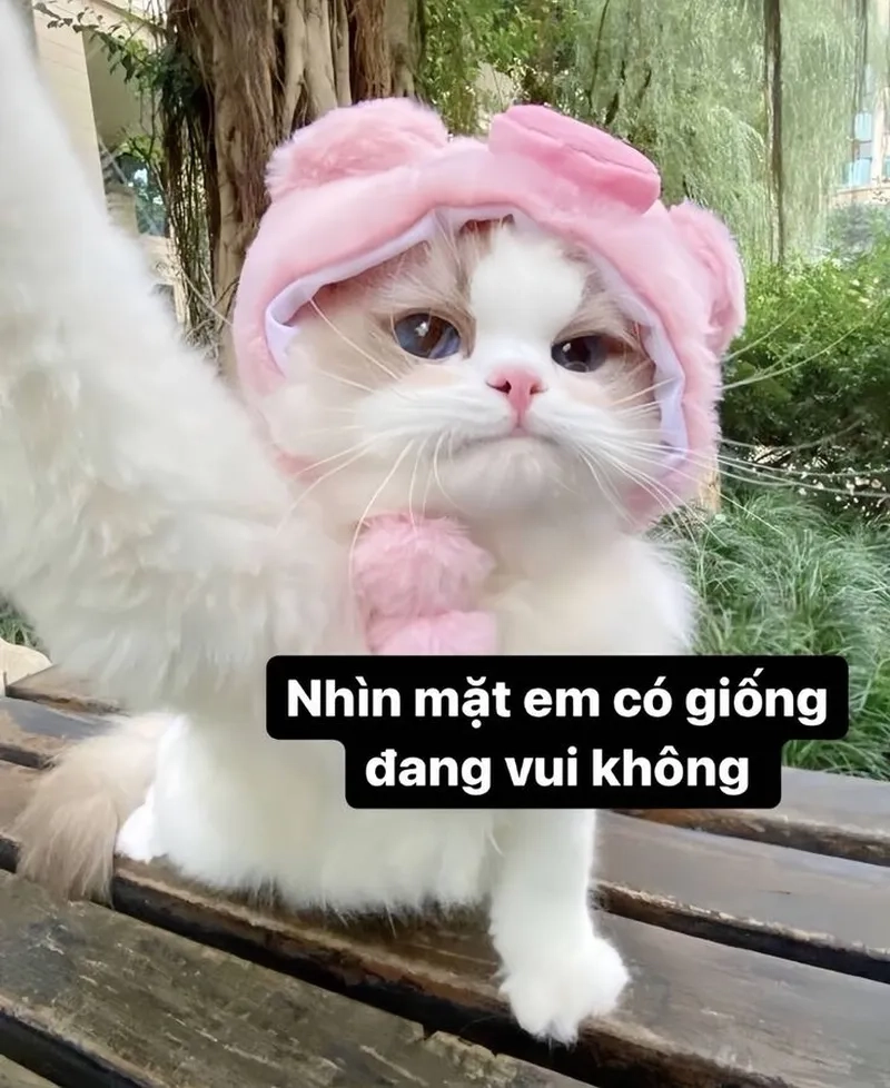 Cầm hoa nhưng vẫn đáng yêu, meme mèo cầm hoa là hot trend!