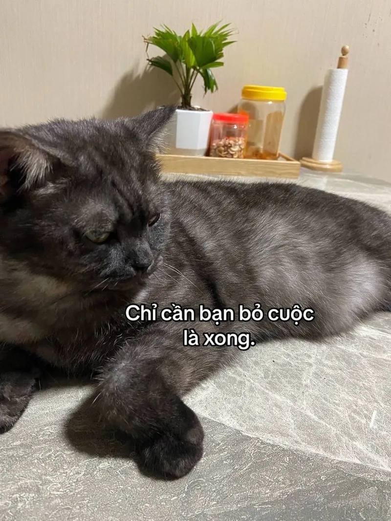 Buồn nhưng vẫn muốn cute? Hãy chia sẻ meme mèo buồn ngay!