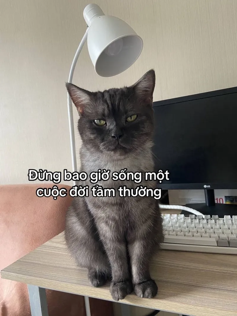 Meme mèo lườm cực kỳ dí dỏm để phản pháo 