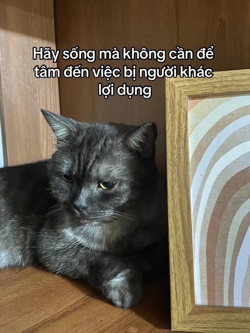 Meme mèo dỗi người yêu, biểu cảm đáng yêu 