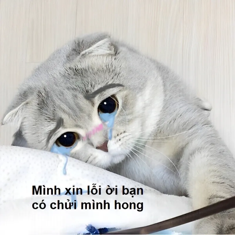 Meme xin lỗi mà lại mang đến sự hài hước vô cùng dễ thương.