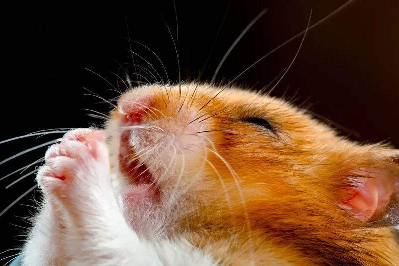 Đừng bỏ lỡ hamster meme sad khiến ai cũng cảm thấy lắng đọng trong tâm hồn.