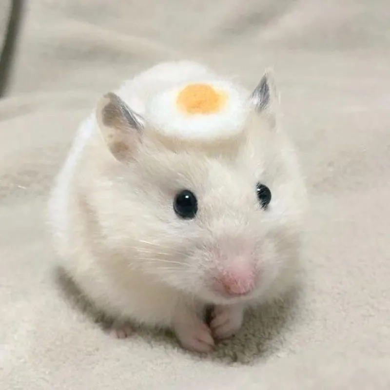 Khám phá âm thanh buồn của sad hamster meme, khiến bạn không thể không xúc động.