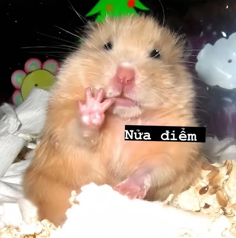 Sad hamster meme 10 hours – Một meme buồn mà bạn không thể bỏ qua.