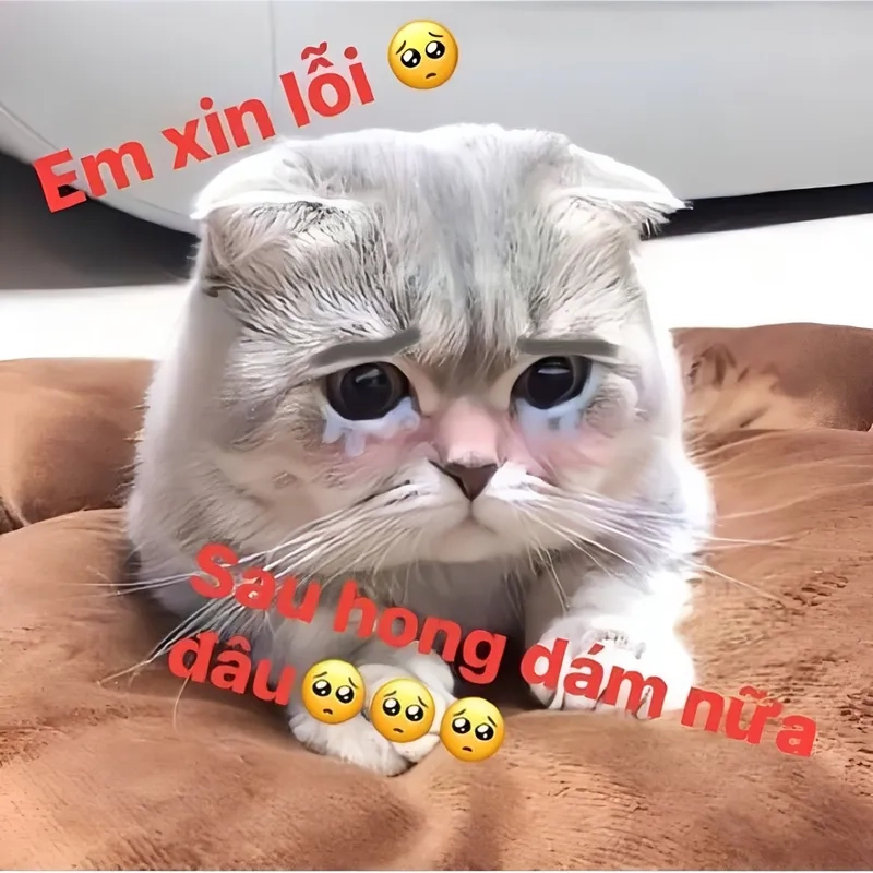 Hành động cúi đầu xin lỗi trong meme dễ thương và cực kỳ hài hước.