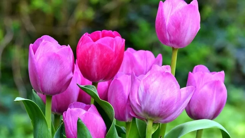 Ngắm nhìn tải ảnh hoa tulip đẹp nhất lung linh và rực rỡ