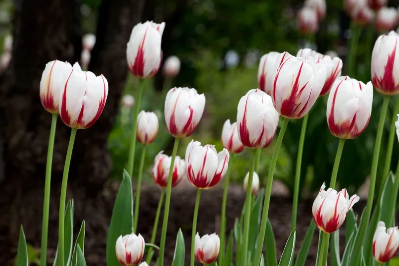 Cảm nhận vẻ đẹp tinh tế từ ảnh hoa tulip đẹp nhất