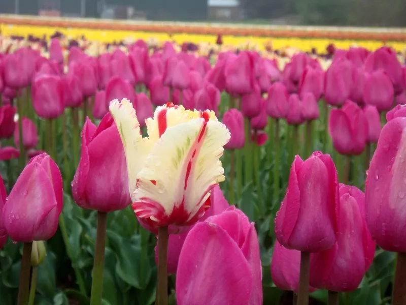 Chiêm ngưỡng hình ảnh hoa tulip chill với gam màu nhẹ nhàng