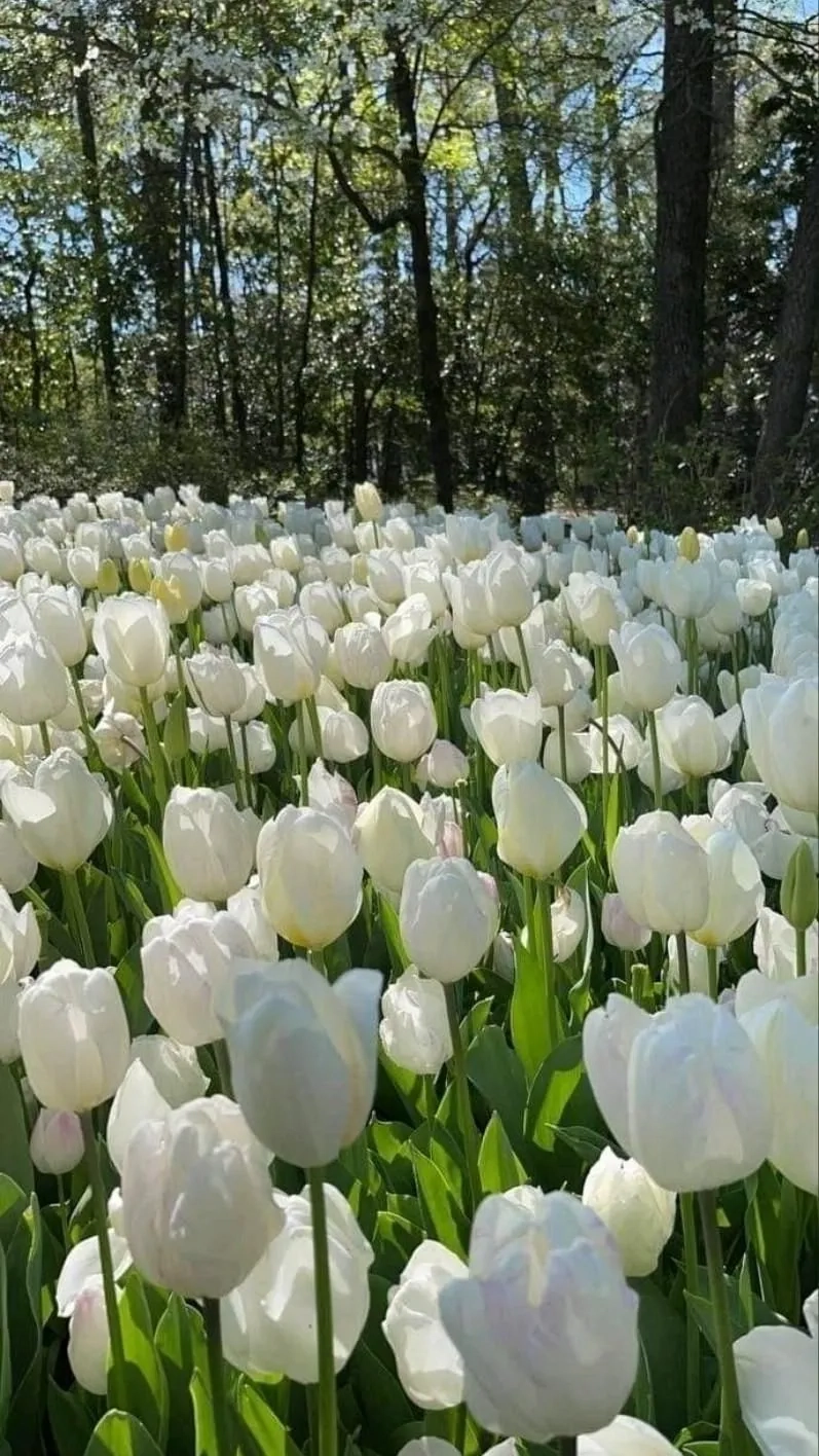 Làm mới điện thoại với ảnh hoa tulip hình nền tinh tế