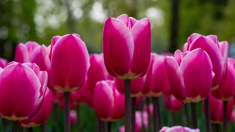 Khám phá ảnh hoa tulip sáng rực rỡ và tràn đầy sức sống