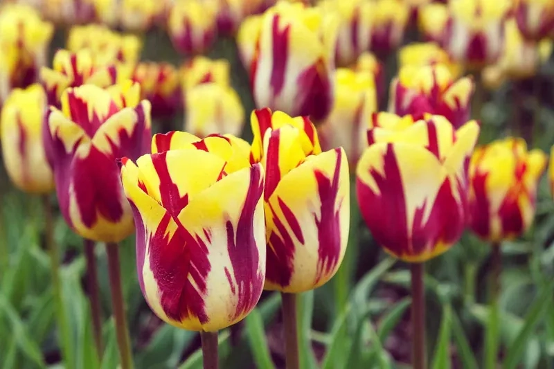 Cảm hứng từ ảnh hoa tulip Pinterest với phong cách độc đáo