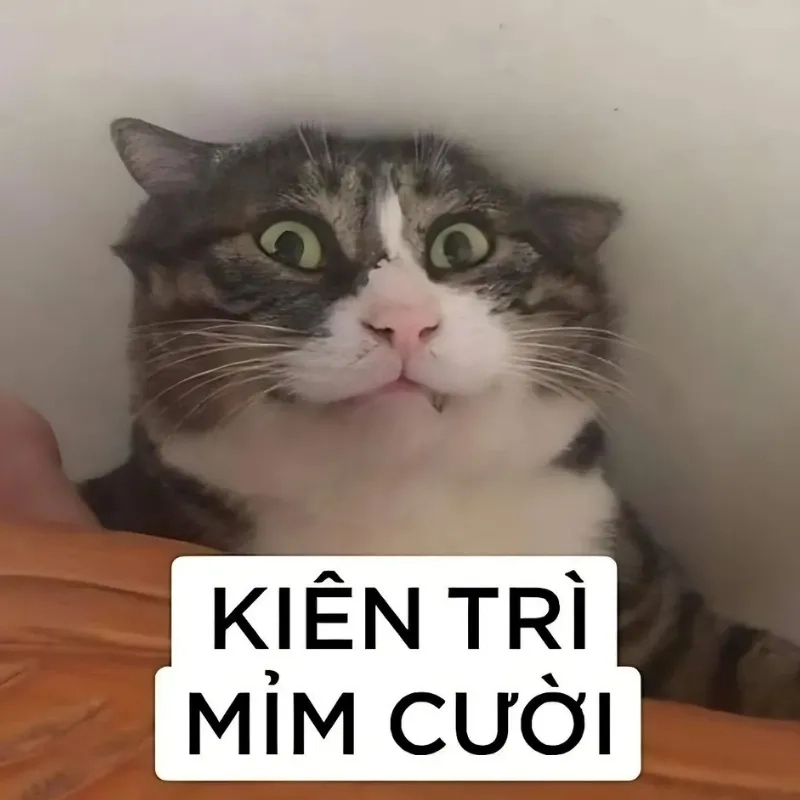 Không thể nhịn cười với loạt mèo meme hài cực lầy