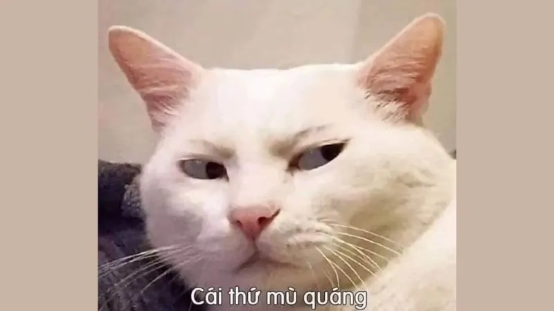 Loạt ảnh meme mèo vô tri đảm bảo khiến bạn cười không ngớt