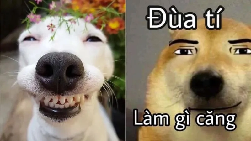 Đỉnh cao của lầy lội chính là chế bựa meme hài