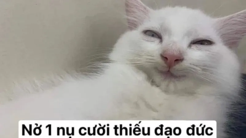 Ai tìm niềm vui thì xem ngay ảnh chế meme hài hước