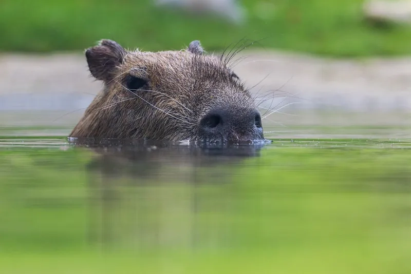 Capybara wallpaper đáng yêu siêu dễ thương phù hợp mọi thiết bị