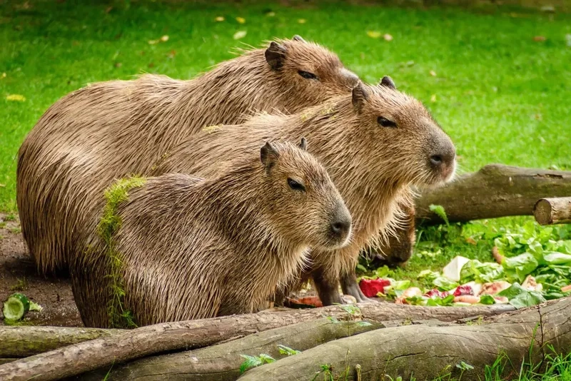 Capybaras cute ngộ nghĩnh đáng yêu dành cho fan động vật