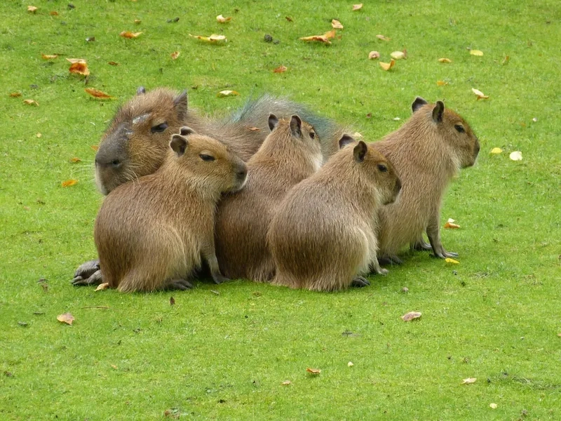 Hình nền đẹp 3d cute capybara lung linh ngộ nghĩnh cực đáng yêu