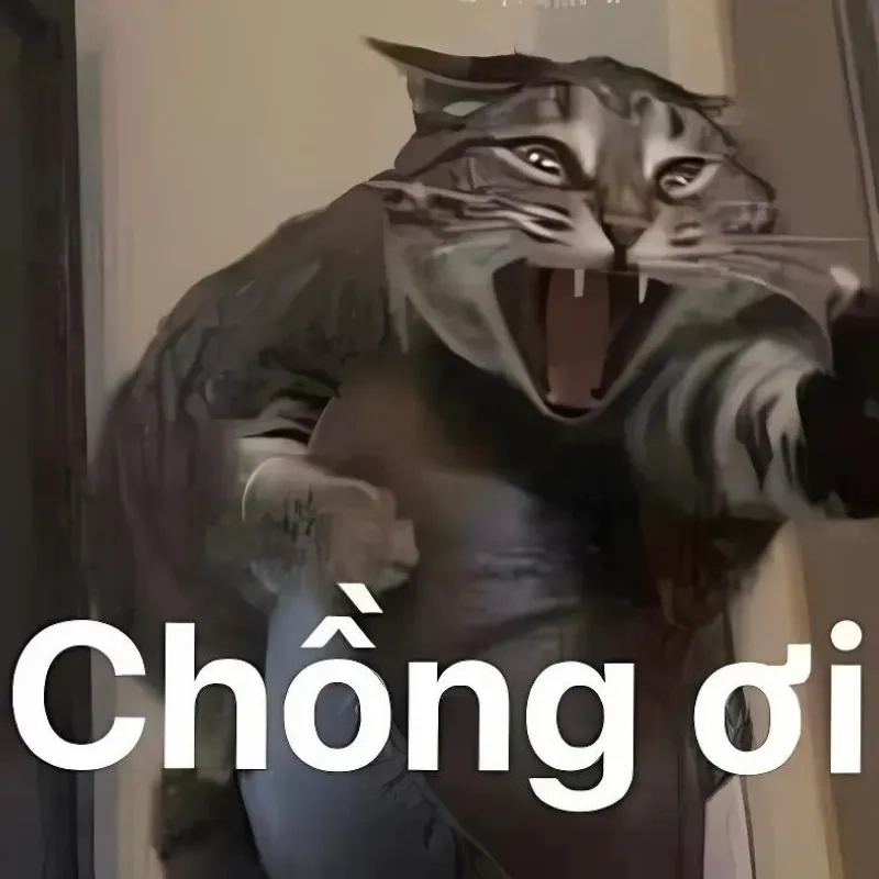 Tuyển chọn meme ảnh mèo bựa siêu lầy lội dành riêng cho bạn