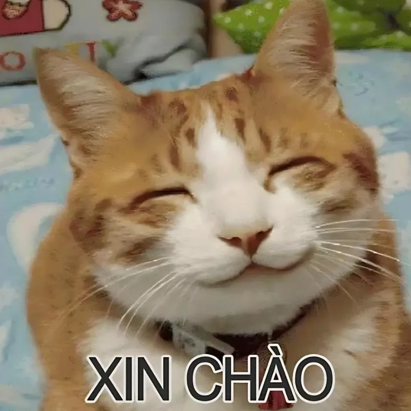 Cười xỉu với loạt mèo bựa meme cực chất không thể bỏ qua