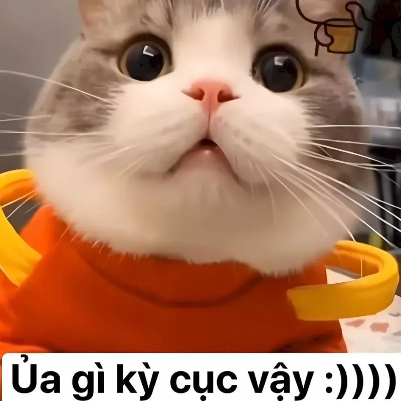 Những khoảnh khắc bựa meme mèo bựa khiến bạn cười không nhặt được mồm