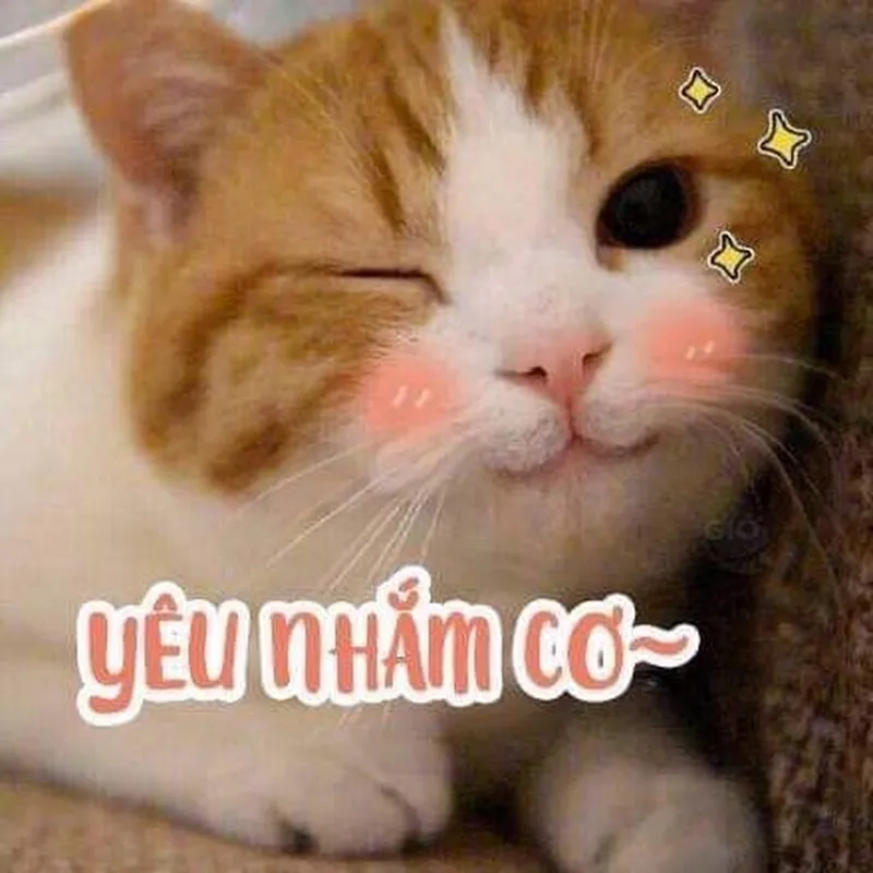 Thả tim với ảnh mèo cute meme siêu dễ thương cho dân mê mèo