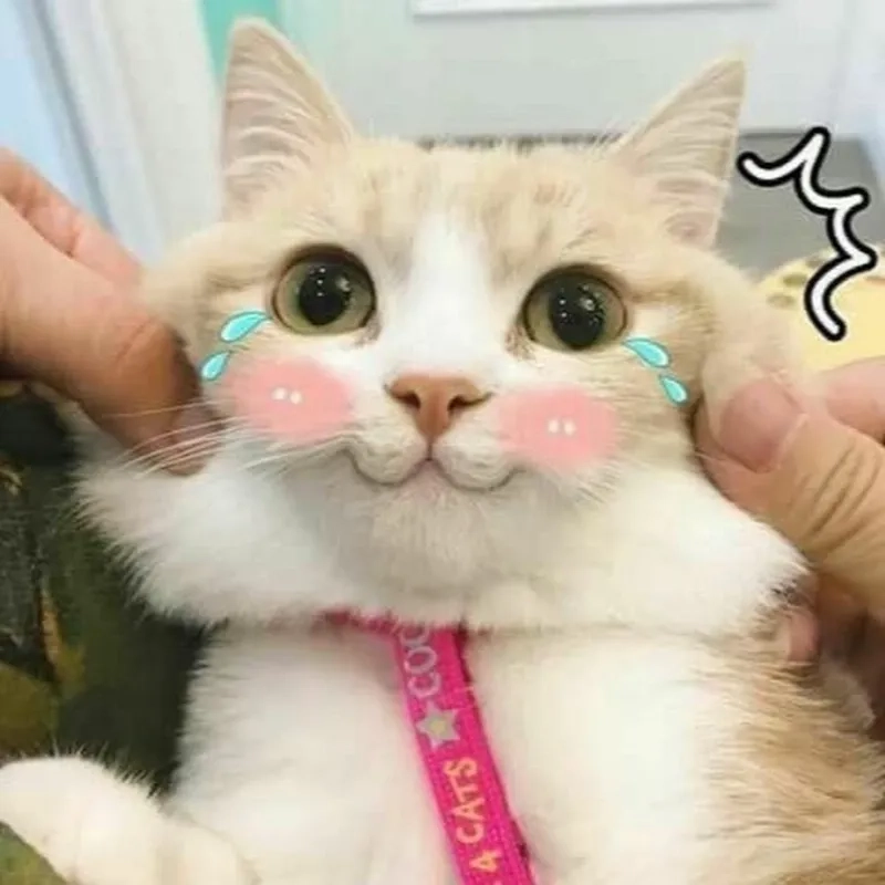 Loạt meme mèo cute cười đảm bảo khiến bạn vui cả ngày