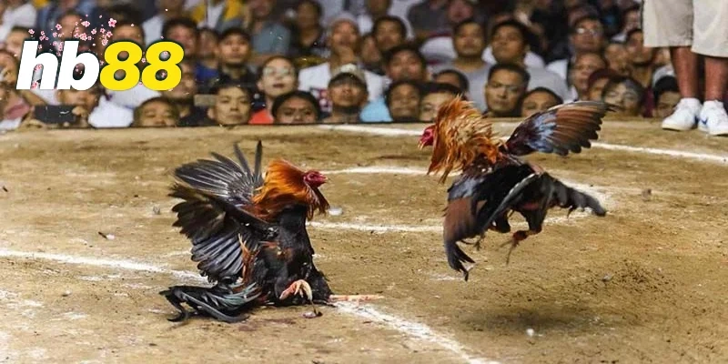 Giới thiệu sơ lược về chuyên mục đá gà tại HB88