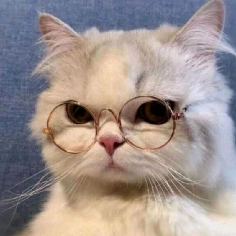 Mèo cute chibi siêu dễ thương