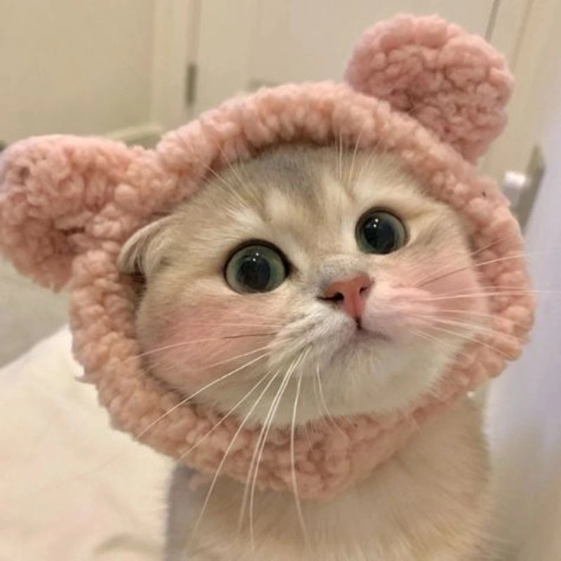 Ảnh con mèo cute chibi thu hút