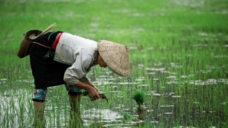 Ý nghĩa của bài ca dao đi cấy
