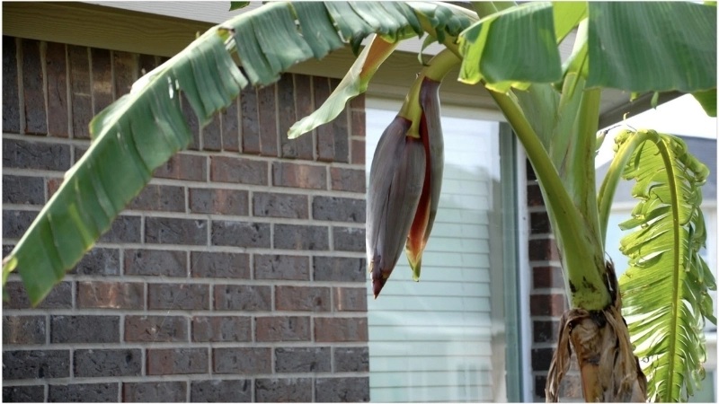 Ý nghĩa của ca dao về cây chuối