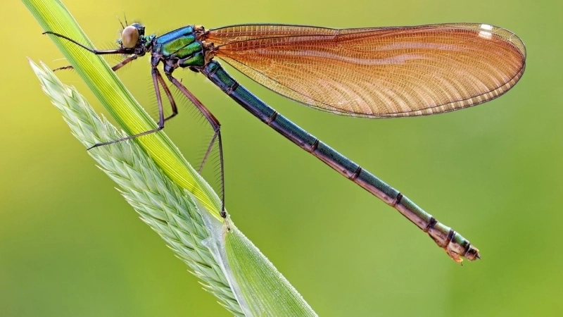 Ý nghĩa của ca dao về chuồn chuồn