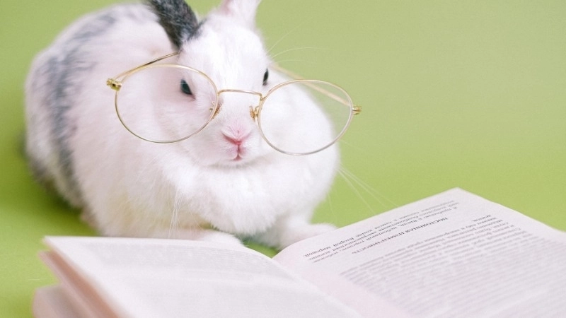 Ý nghĩa của ca dao về con thỏ