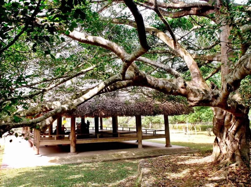 Chiến khu Tân Trào gợi nhớ một thời hào hùng của dân tộc