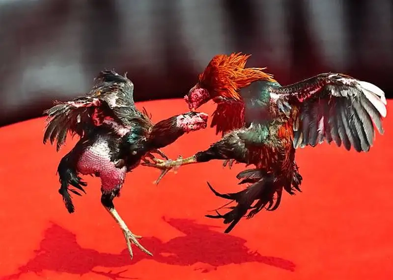 Chiến thuật cược đá gà cực dao hiệu quả