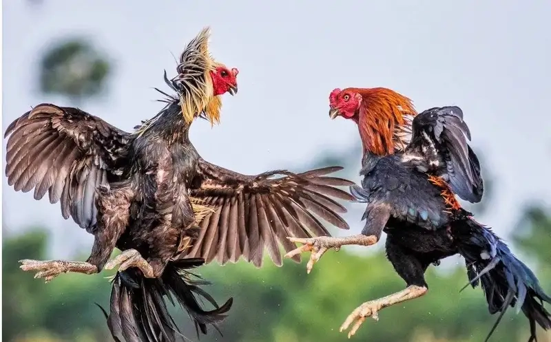 Mẹo chọn chiến kê và phân tích kèo chuẩn