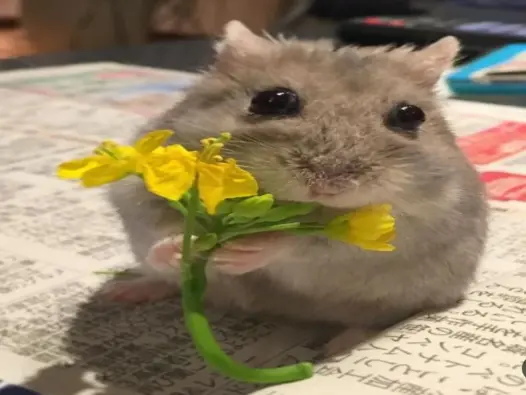 Tuyển tập hamster meme siêu đáng yêu, xem ngay để thư giãn