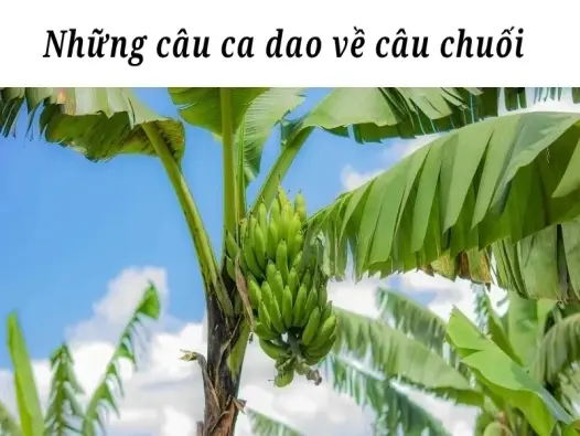 Những câu ca dao về cây chuối gắn bó với làng quê Việt
