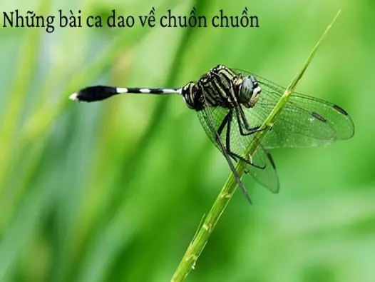Sưu tầm những câu ca dao về chuồn chuồn giàu ý nghĩa văn hóa