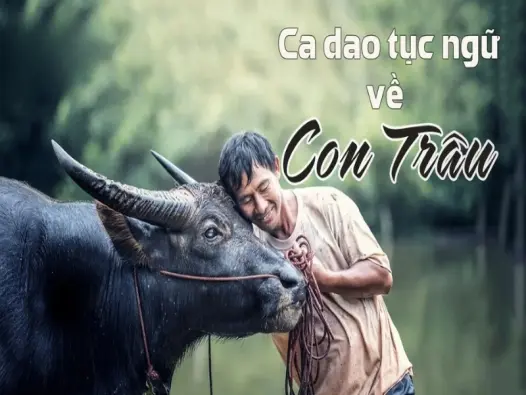 Khám phá kho tàng ca dao về con trâu trong văn hóa Việt