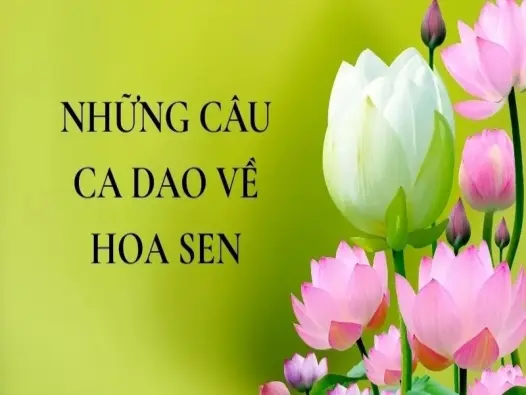 Khám phá những câu ca dao về hoa sen đầy ý nghĩa sâu sắc