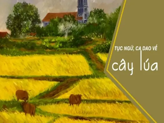 Khám phá những câu ca dao về lúa giàu ý nghĩa dân gian