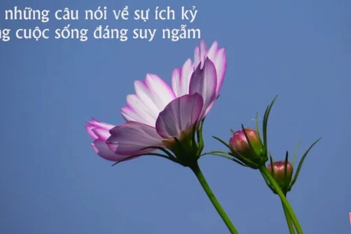 Khám phá ca dao tục ngữ phê phán thói ích kỷ