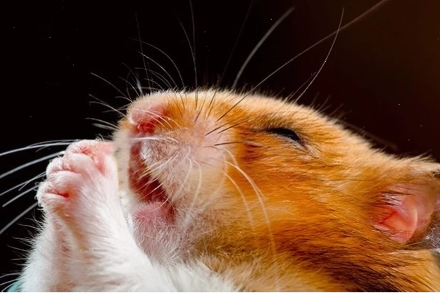 Ảnh meme chuột hamster đang cầu nguyện đầy hài hước