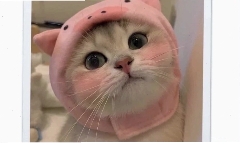 Ảnh meme cute, dễ thương cho điện thoại
