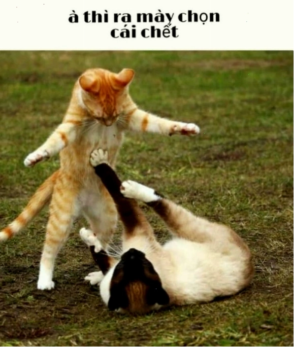 Ảnh meme đấm biểu thị sự bực tức