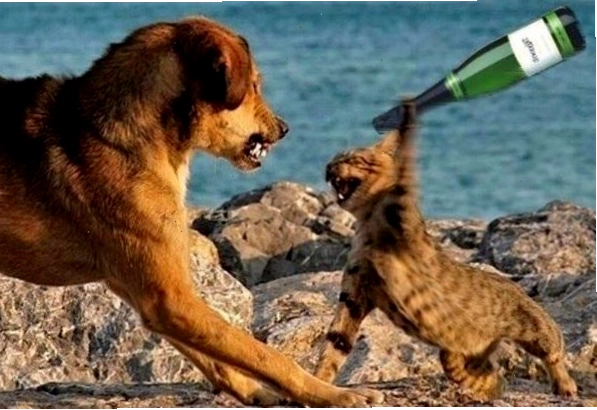 Ảnh meme đấm nhau không, thể hiện sự bất lực và muốn phản kháng
